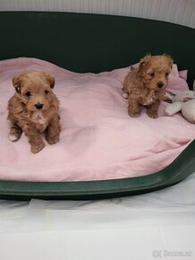 Maltipoo mini - 18