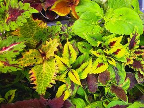 Koleus / coleus / africká žihľava /okrasná žihľava - 18