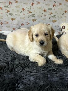 Zlatý retriever/ Golden retriever - 18