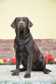 Labrador šteniatka čokoládové s rodokmeňom - 18