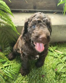 Goldendoodle F1b - 18