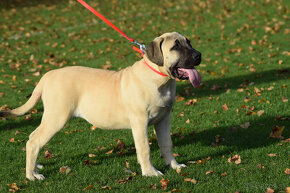 boerboel,  búrský buldok -jihoafrický mastif -feny - 18