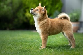 Shiba inu s PP FCI - 18