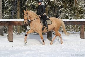 Kobyla na šport, zdravá, palomino, priamo od chovateľa - 18