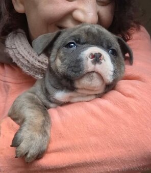 AMERICAN BULLY - 18