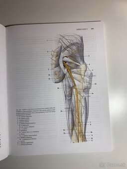 Čihák anatómie 1,2,3 - 18