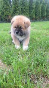 Akita inu šteniatka - 18