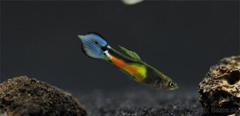 Krevetky neocaridina + Endlerky - 18