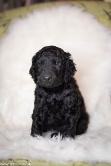 Curly Coated Retriever s PP - 18