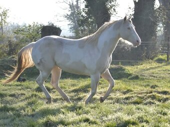 APH APHA PAINT HORSE ŽREBEC pripúšťanie - 18