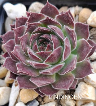 Skalné ruže - sempervivum - 18