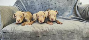 Americký pitbulterier pitbull pit bull silverfawn lilac rare - 18