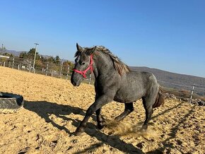 Predám žrebca - Percheron - 18