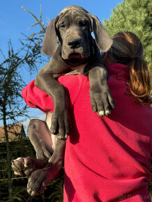 Německá doga modrá s PP - Charles Blue Hradecká hvězda - 18