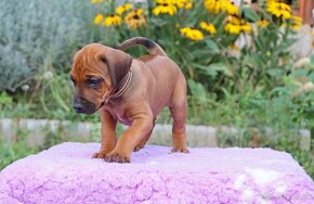 CHS Malumiwanga Rhodesian Ridgeback - 18