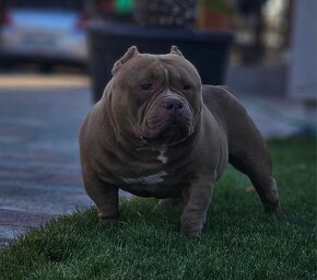 AMERICAN BULLY - 19