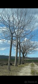 Paulownia-Agát turbo Obelisk - 19