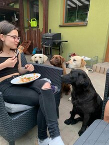 Čistokrevná štěňata labrador ihned hňědé kluky - 19