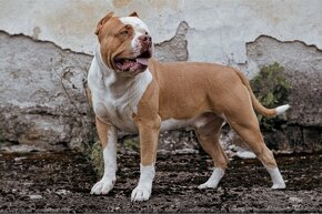 American bully xl ke krytí - 19