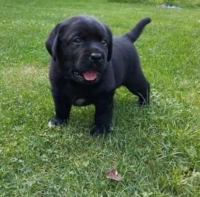 Labrador retriever šteniatka  s PP - 19