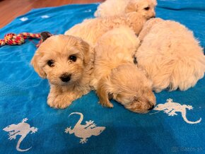 Maltipoo - 19