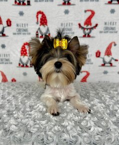 Yorkshirsky terier - Biewer - Yorkshire terrier - Jorkšír - 19