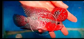 Flowerhorn - 19