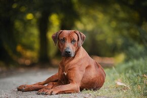 Rodézsky ridgeback - 19