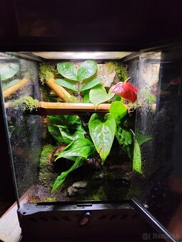 Terarium Exo terra - 19