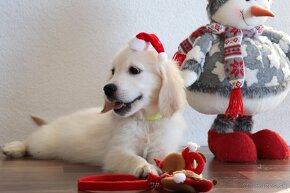 Zlatý retriever/ Golden retriever - 19