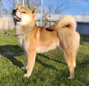 Shiba inu s PP - 19