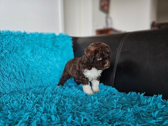 LAGOTTO ROMAGNOLO-brown, with super ped. FCI - 19