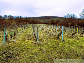 Viničný dom a vinica so vzácnou morušou v Devičanoch - 19