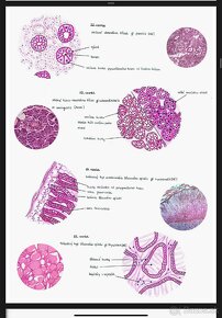 Histológia vypracka a nakresy preparátov LF SZU - 19