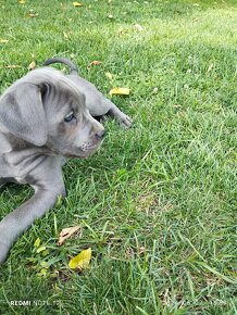 Cane Corso - 19