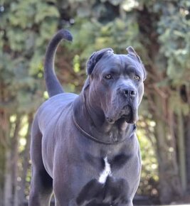 Cane Corso s PP - 19