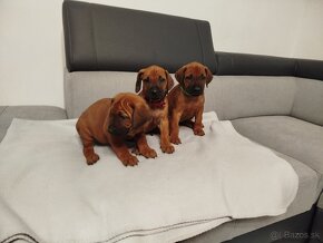 RHODESIAN RIDGEBACK - 19