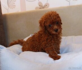 Toy pudla, Red Toy Poodle, Red Toy Pudel - 19