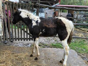 APH APHA PAINT HORSE ŽREBEC pripúšťanie - 19