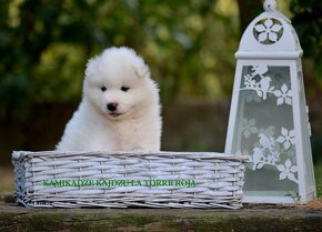 Samojed s PP FCI- LA TORRE ROJA - 19