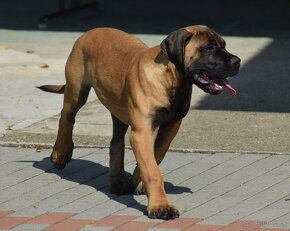 búrský buldok- boerboel - 19