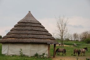 Prenájom – Bruty – farma s rodinným domom 306/22 - 19