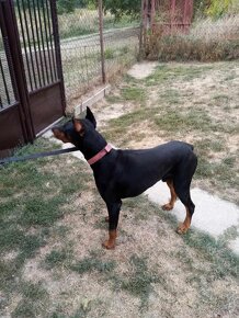 Šteňatá doberman - 19