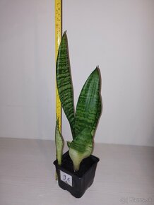 Sansevieria, svokrin jazyk - 19