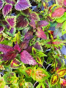 Koleus / coleus / africká žihľava /okrasná žihľava - 19