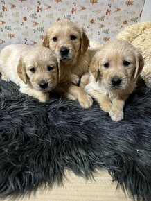 Zlatý retriever/ Golden retriever - 19