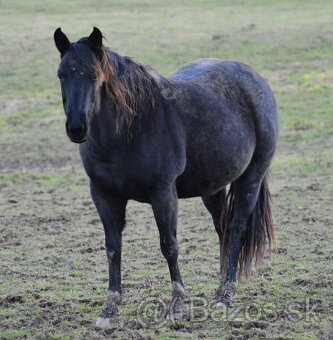 APH APHA PAINT HORSE ŽREBEC pripúšťanie - 19