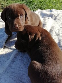 šteniatka labradorského retrievera - 19