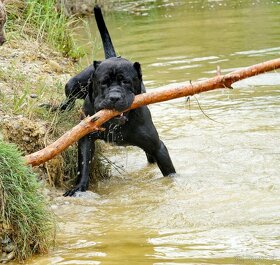 Bandog šteniatka - 19