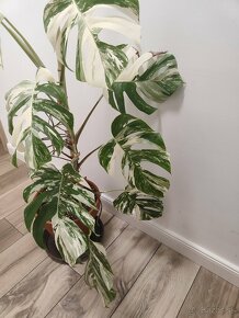 Monstera Albo Variegata - 19